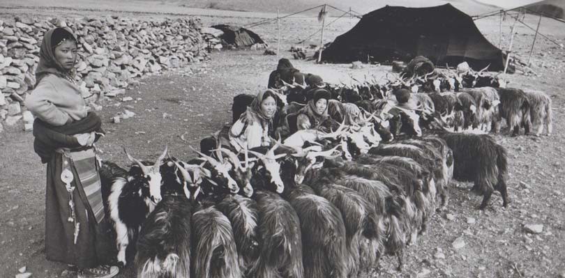 Nomadas-tibetanos